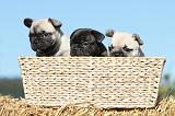 BOULEDOGUE FRANCAIS 483